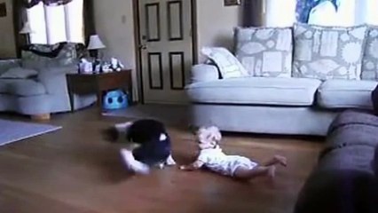 Смешные собаки Бигль. Подборка 2015