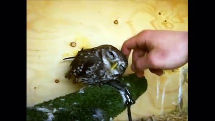 Смешные и милые Совы