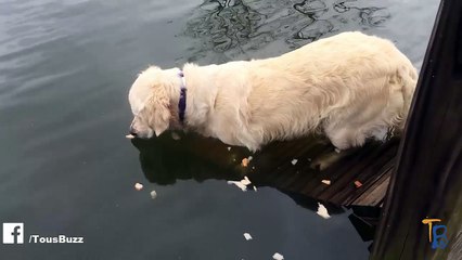 Ce golden retriever est plus efficace que n'importe quel pêcheur