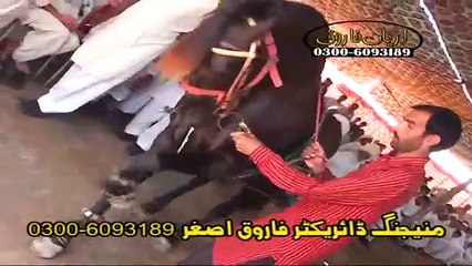Horse Dance - Dhol Shahnai - Punjab Culture - Jhoomar - Saraiki -