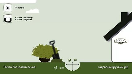 Пихта бальзамическая. Инструкция по посадке. СадСвоимиРуками