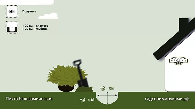 Пихта бальзамическая. Инструкция по посадке. СадСвоимиРуками