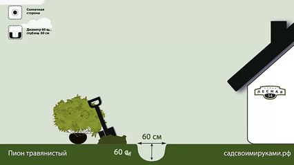 Пион травянистый. Инструкция по посадке. СадСвоимиРуками