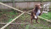 Animal Pranks fail compilation 2016 dog vs Monky | The Best Animal Pranks And Funny Fail Videos # 2016