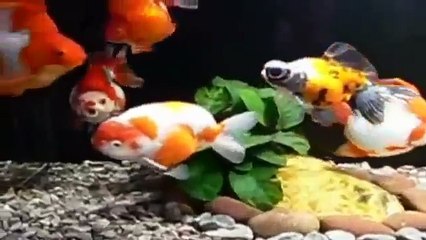 Cá vàng bơi - Nhạc thiếu nhi hay nhất
