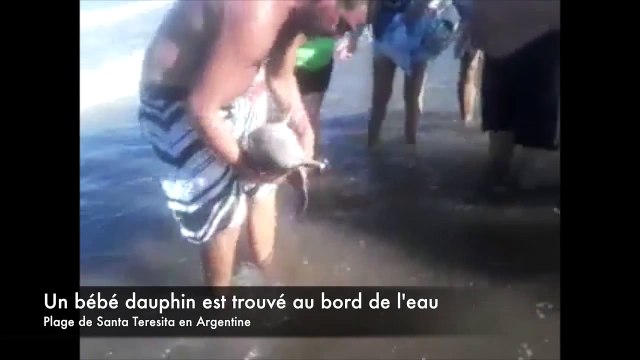 Des touristes tuent un bébé dauphin pour quelques photos