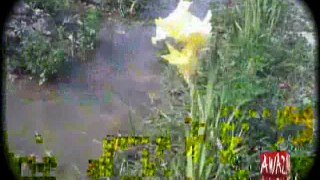 Sinjhoro: Anees Laghari's Tulip Flower News Story On Awaz Tv ( Telecast On 17-02-2016)