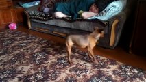 Dog begs for attention in peculiar way