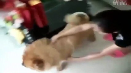 WhatsApp Extremely Funny Videos Hardcore (39)