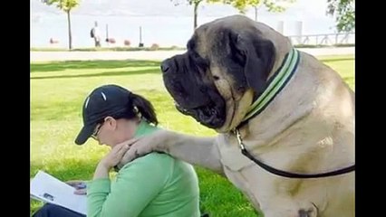 2 Biggest Dogs in The World - Largest Dogs - Giant Dogs 2015