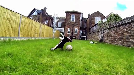 WhatsApp Extremely Funny Videos Hardcore (41)