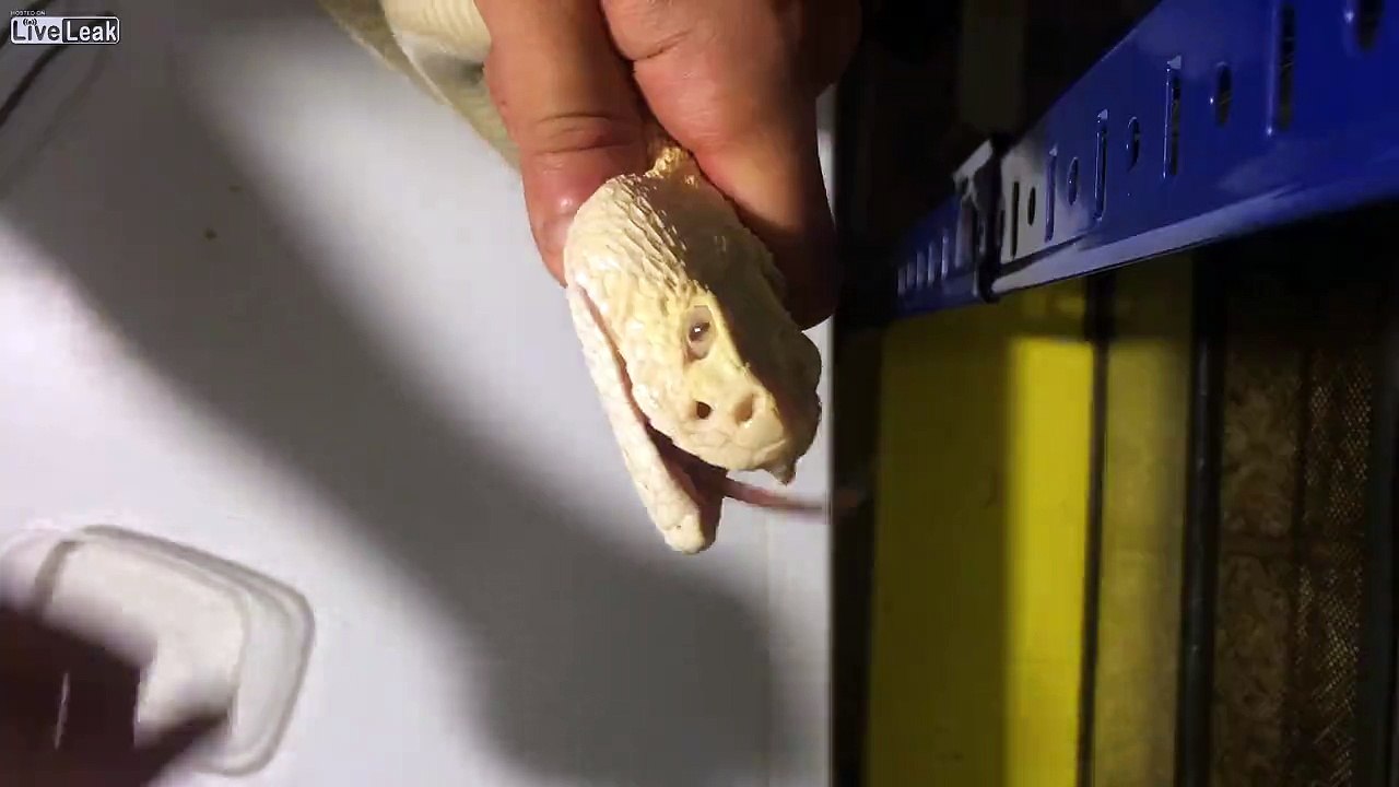 Rattle Snake Milking using your arm