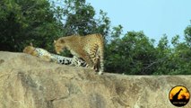 Leopards Mating - Latest Wildlife Sightings