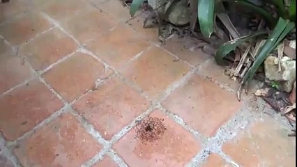 Sizce Bu Karıncalar Ne Yapıyor Yok Böyle Bir Şey