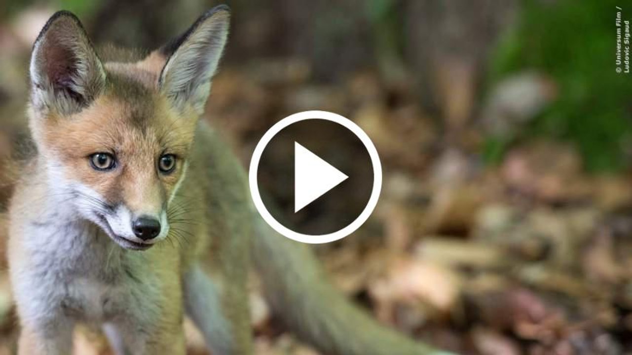 UNSERE WILDNIS Trailer 2 German Deutsch (2016)