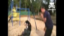 Adorable dog loves to swing