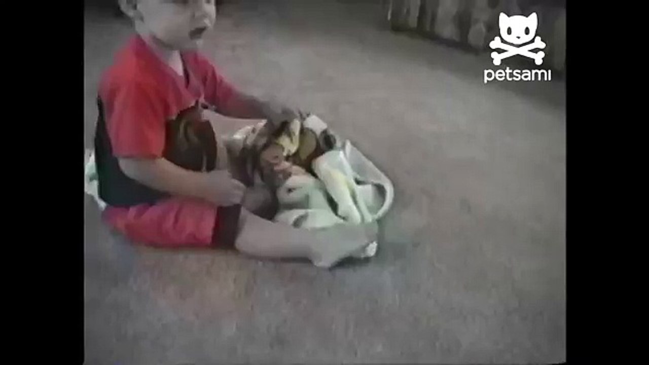 Baby and pug fight over pacifier