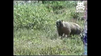 Beaver steals man s clothes and runs