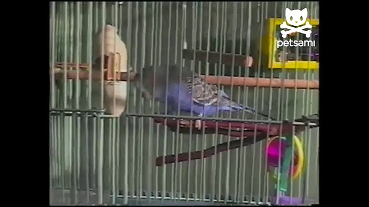 Bird dances to electronic music