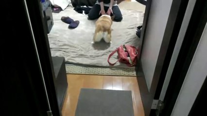 Corgi Dog Twerking on Music is hirlarious!