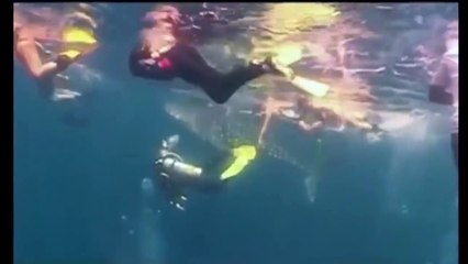 Акула китовая. Мальдивы