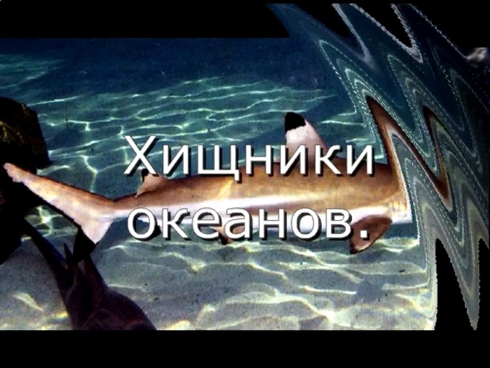 Грозные хищники океанов
