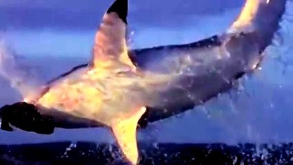 Нападение акул