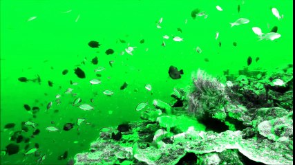 LET IT BE ( rock cover)