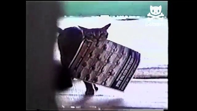 Cat delivers the mail to his owner