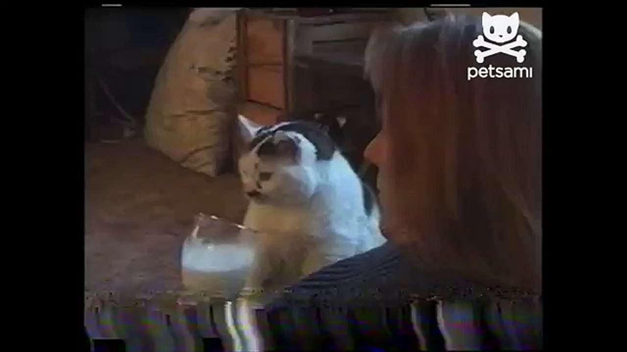 Cat drinks out of human milk bowl