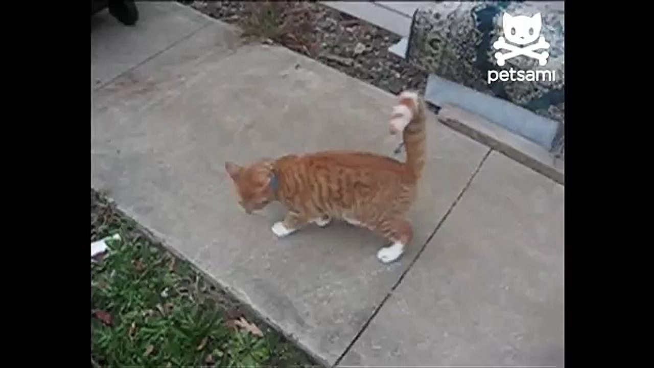 Cat falls off roof and lands perfectly on all feet