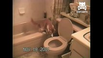 Cat flushes the toilet