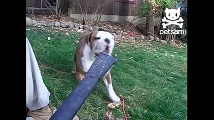 Bulldog s lips flap from leaf blower