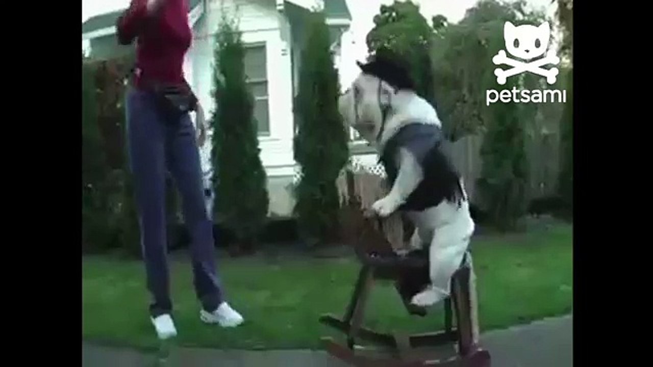 Bulldog Takes A Ride On A Rocking Horse