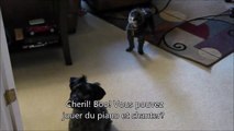 These dogs can play the piano and sing!!! Crazy pets