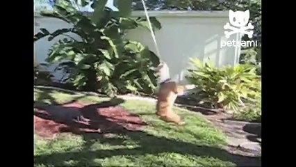 Bulldog twirls around on rope swing