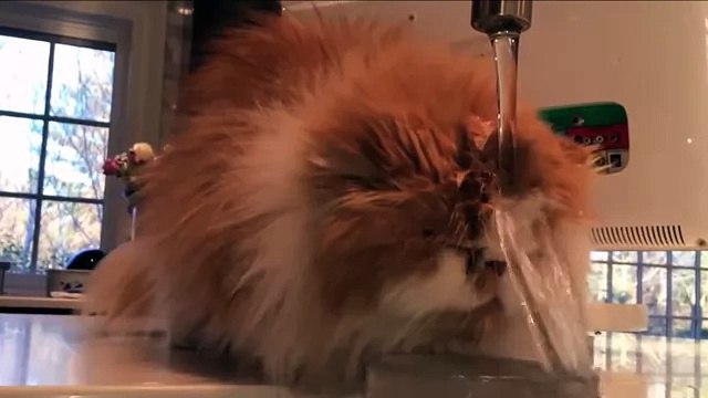 Смешное Видео с Кошками! Веселые Кошки 2015 - Funny Cats Video Compilation