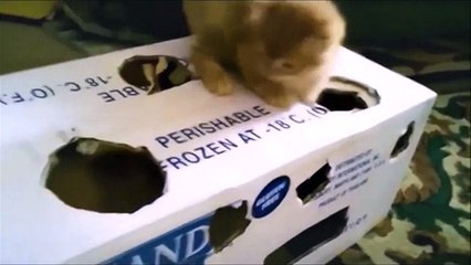 Смешное Видео с Кошками! Веселые Котейки 2015!