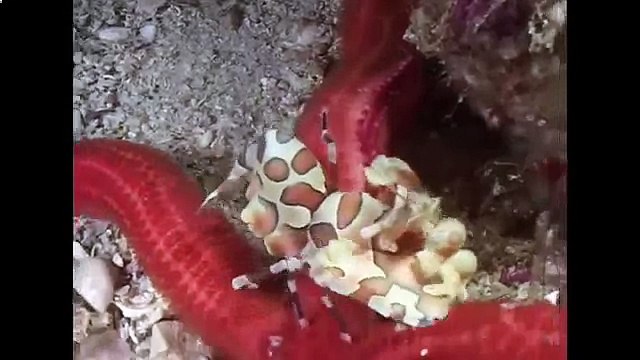 Креветки и другие чистильщики океана