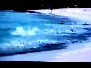 Акулы у самого берега на охоте