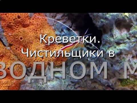 Креветки.Чистильщики в подводном мире