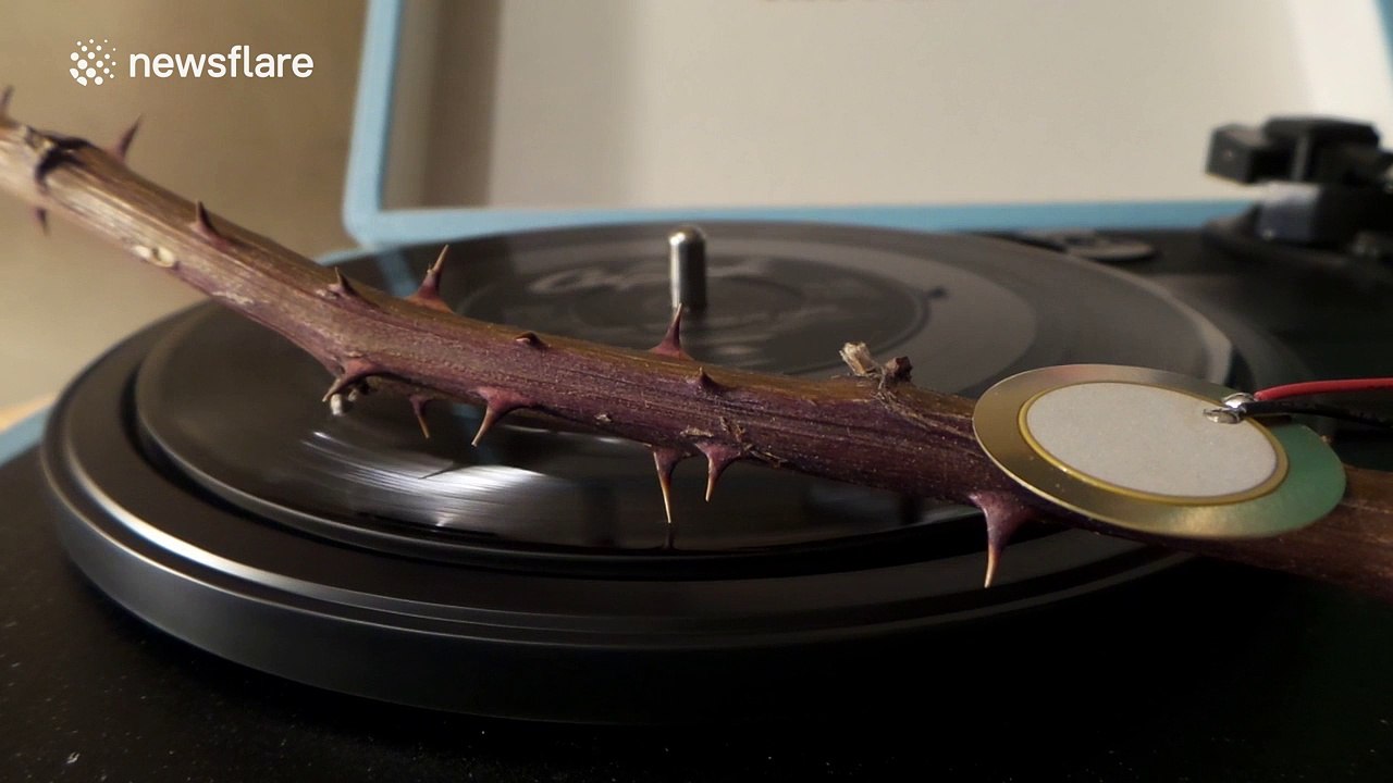 'Every Rose Has Its Thorn' vinyl played using rose thorns