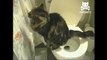 Cat is trained to use human toilet