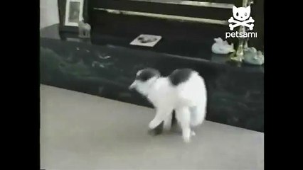 Cat struggles with collar