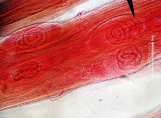 Kontrola mesa i suhomesnatih proizvoda, 18. februar 2016. (RTV Bor)