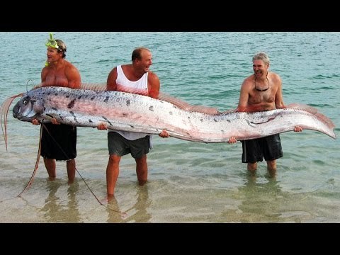 Top 10 Most Terrifying Animals