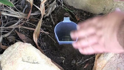 How to Kill Snails and Slugs with BEER