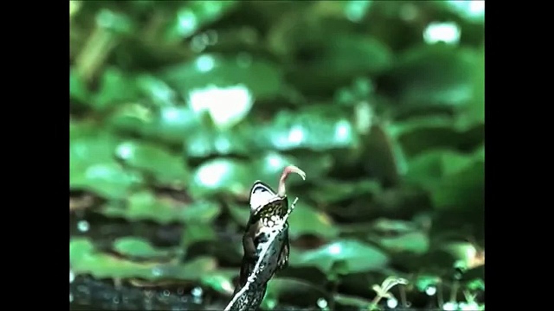 Смешные животные [Топ 10 COUB]