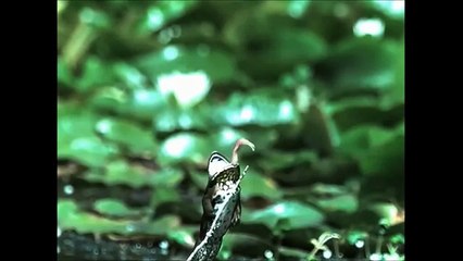 Смешные животные [Топ 10 COUB]