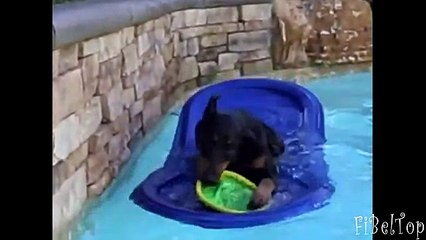 Смешные доберманы. Подборка видео 2015